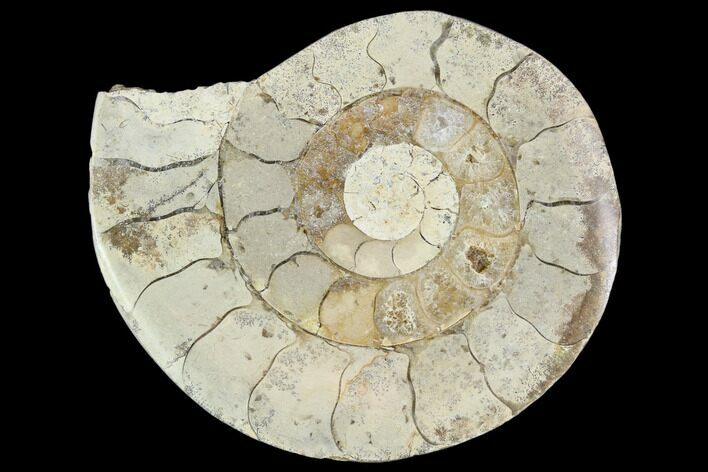Polished Ammonite (Hildoceras) Fossil - England #103993